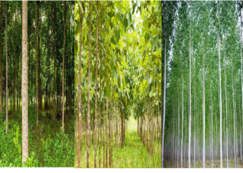 किसान जरूर करें इन तीन पेड़ों की खेती, कम लागत में बंपर मुनाफा कमाने का सबसे बेहतरीन मौका