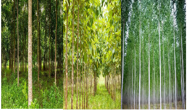 किसान जरूर करें इन तीन पेड़ों की खेती, कम लागत में बंपर मुनाफा कमाने का सबसे बेहतरीन मौका