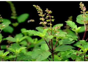 भविष्य का संकेत भी देता है यह पौधा, दक्षिण दिशा में भूलकर भी ना लगायें