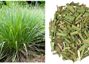 कई कामों में उपयोग होता है लेमनग्रास, घर पर ऐसे लगाएं लेमनग्रास