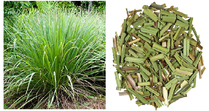 कई कामों में उपयोग होता है लेमनग्रास, घर पर ऐसे लगाएं लेमनग्रास