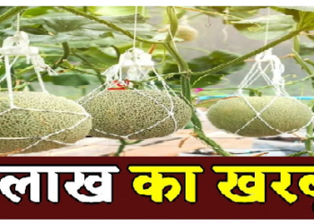 20 लाख रुपये किलो में बिकता है ये युबरी नाम का खरबूजा, जानिए किस देश में होती है इसकी खेती