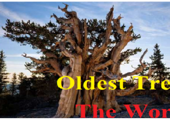 Oldest Tree In World: ये है दुनिया का सबसे पुराना पेड़, बेहद रोचक है इसका नाम