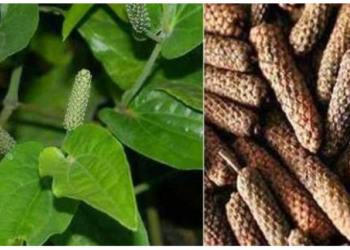 पीपली के इन फायदों को जानकर रह जाएंगे हैरान, नपुंसकता में भी दिखाता है असर