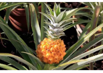 यह है दुनिया का सबसे महंगा अनानास, कीमत जानकर रह जाएंगे हैरान