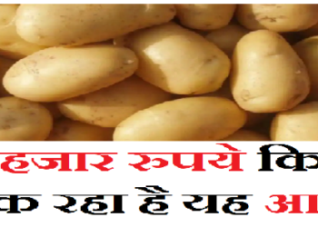 50 हजार रुपये किलो बिक रहा है यह आलू, क्या वजह जानना चाहेंगे आप?