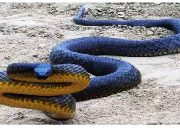 इस सांप के काटने से पल भर में हो जाती है मौत, माना जाता है दुनिया का सबसे जहरीला सांप