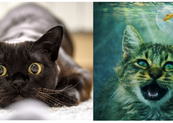 सपने में बिल्ली दिखने का क्या है मतलब, फायदा होगा या नुकसान जानिए