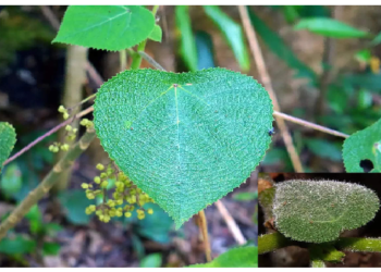 इस पौधे को छूते ही होती है खुदकुशी करने की इच्छा, दुनिया का सबसे खतरनाक पौधा