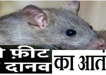 ब्रिटेन में चूहों ने मचाया आतंक, दो फीट के चूहों पर नहीं हो रहा जहर का असर