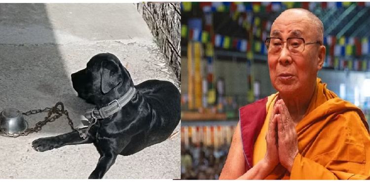 नीलाम हुआ साढ़े 12 साल तक दलाई लामा को सुरक्षा देने वाला ‘डूका’, इतने रुपये में लगी बोली