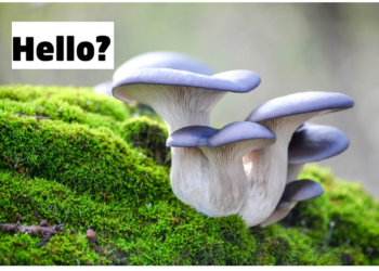 एक दूसरे से बात करते हैं मशरूम्स, होता है अपना दिमाग