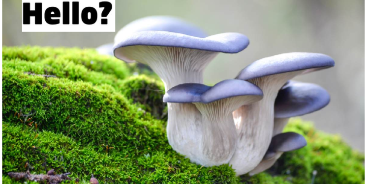 एक दूसरे से बात करते हैं मशरूम्स, होता है अपना दिमाग