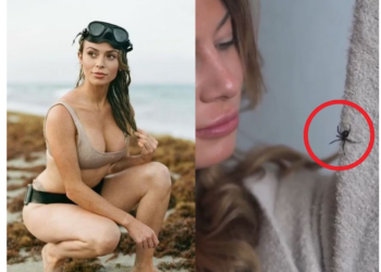 सांप से भी ज्यादा खतरनाक होता है यह जीव, पार्टनर को मार देती है ब्लैक विडो