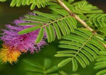 घर में सौभाग्य के लिए लगाये शमी का पेड़, जानिए कहां रखें शमी का गमला