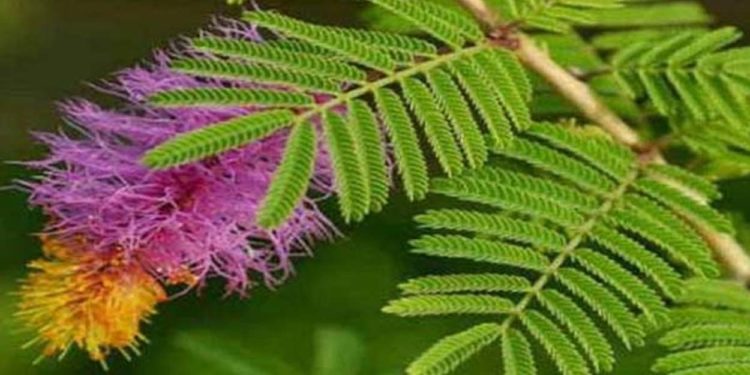 घर में सौभाग्य के लिए लगाये शमी का पेड़, जानिए कहां रखें शमी का गमला