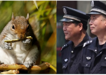 पुलिस में गिलहरियों को भी शामिल करेगा चीन, ये है वजह
