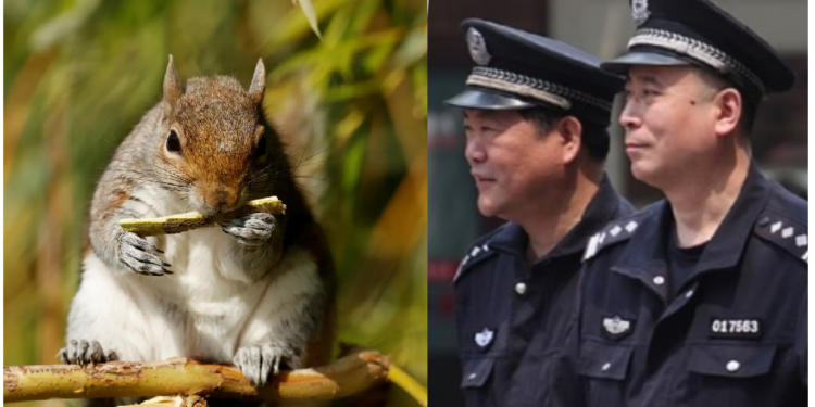पुलिस में गिलहरियों को भी शामिल करेगा चीन, ये है वजह