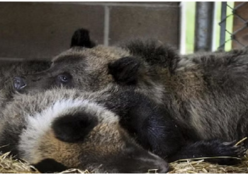 डॉगी समझ कर पाल रहे थे भालू, 2 पैरों पर चलता देख सामने आ गया सच