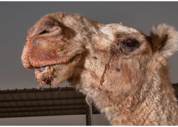 ऊंट/ऊंटनी के आंसूओं से तैयार हो सकता हैं जहरीले सांपों का एंटीडोट, दुबई में हुए एक रिसर्च में किया गया दावा