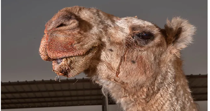ऊंट/ऊंटनी के आंसूओं से तैयार हो सकता हैं जहरीले सांपों का एंटीडोट, दुबई में हुए एक रिसर्च में किया गया दावा