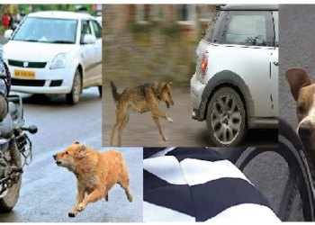 क्यों कार और बाइक के पीछे भागते हैं कुत्तें? समझिए क्या है इसकी वजह