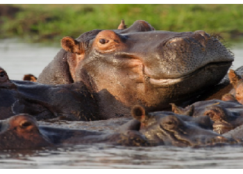 कोलंबिया के इस आतंक से बचाएगा भारत! 60 खतरनाक दरियाई घोड़ों को भारत भेजने की योजना बना रहा कोलंबिया