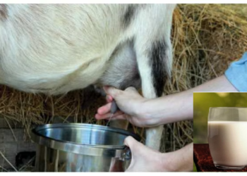 बकरी का दूध गलत तरीके से ना करे सेवन, हो सकता है ये नुकसान