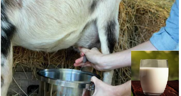 बकरी का दूध गलत तरीके से ना करे सेवन, हो सकता है ये नुकसान