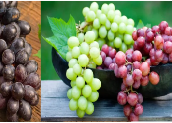 क्या आप जानते हैं आखिर काले वाले अंगूर महंगे क्यों आते हैं… ये है इसका कारण