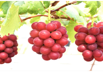 अरे बाप रे! ये है दुनिया का सबसे महंगा अंगूर, दाम सुनकर छूट जाएंगे पसीने