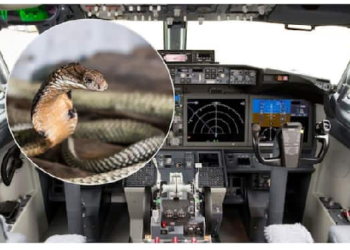 11 हजार फीट की ऊंचाई पर कॉकपिट में दिखा कोबरा, पायलट से सूझबूझ से कर दी सुरक्षित लैंडिग