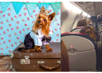 ये हैं पालतू जानवरों को प्‍लेन से कही भी ले जाने के नियम