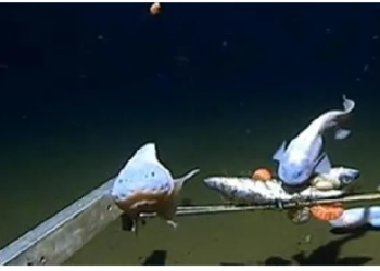 जापान के पास दक्षिण-पूर्व में 8 किमी गहराई में तैरती विचित्र मछली