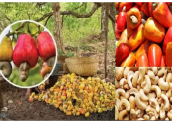 इस शहर में सब्जियों के दाम में बिकते हैं काजू , कहा जाता है ‘भारत का काजू शहर’