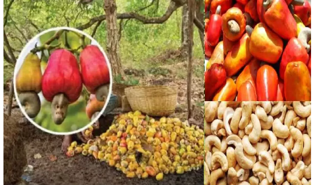 इस शहर में सब्जियों के दाम में बिकते हैं काजू , कहा जाता है ‘भारत का काजू शहर’