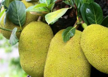 दुनिया के सबसे बड़े फल की कहानी और फायदे