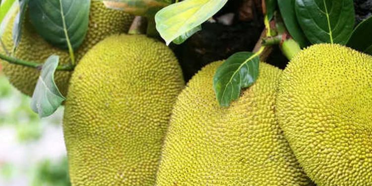 दुनिया के सबसे बड़े फल की कहानी और फायदे