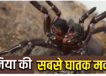 ये है दुनिया की सबसे घातक मकड़ी, मूड के हिसाब से उगलती है जहर