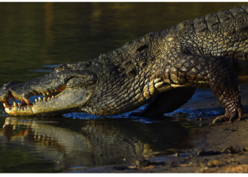 नर और मादा के मिलन के बिना जन्म, पहली बार मगरमच्छ प्रजाति में हुआ वर्जिन बर्थ