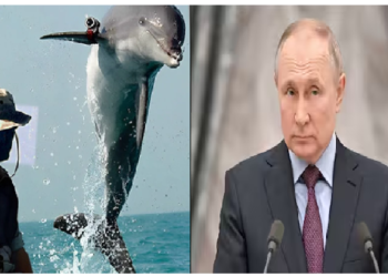 पुतिन के लिए मददगार साबित हो रही डॉलफिन