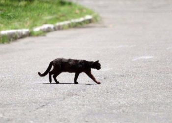 बिल्ली के रास्ता काटने से क्या होता है?