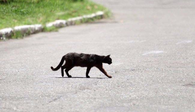 बिल्ली के रास्ता काटने से क्या होता है?