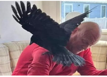 कौवे से शख्स को हुआ प्यार, एक हफ्ते में खिला देता है 5 हजार रुपयों का खाना