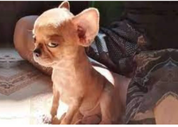 महिला पालने के लिए कुत्ता नहीं लोमड़ी ले आई, सच्चाई जान सदमे से उबर ही नहीं पा रही महिला!