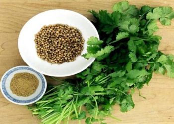 स्वाद के साथ ही सेहत भी बनाये रखता है धनिया