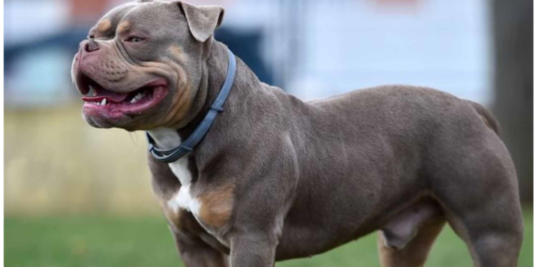 एक्सएल बुली कुत्तों पर पाबंदी लगाने की तैयारी में ब्रिटेन, ये है वजह