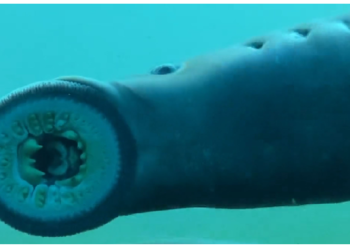 मछली का जबड़ा नहीं है लेकिन करती थी डायनासोर का शिकार, चूस लेती पूरी बॉडी का खून