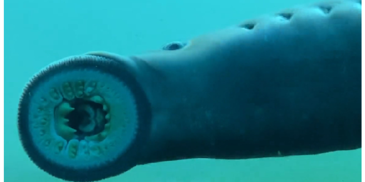 मछली का जबड़ा नहीं है लेकिन करती थी डायनासोर का शिकार, चूस लेती पूरी बॉडी का खून