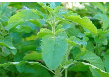 डायबिटीज के मरीजों के लिए मीठी तुलसी रामबाण इलाज, चाय में डालकर पिया तो दूर होगा शुगर